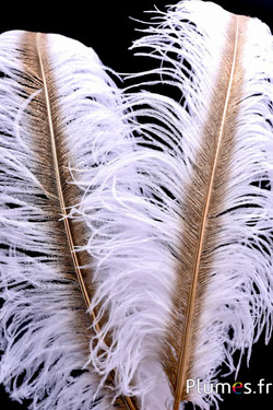 Strauß mit goldenem Federkiel – 50-60 cm – weiss